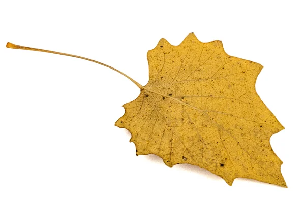 Yellow the fallen autumn leaf, isolated on white background — Stock Photo, Image