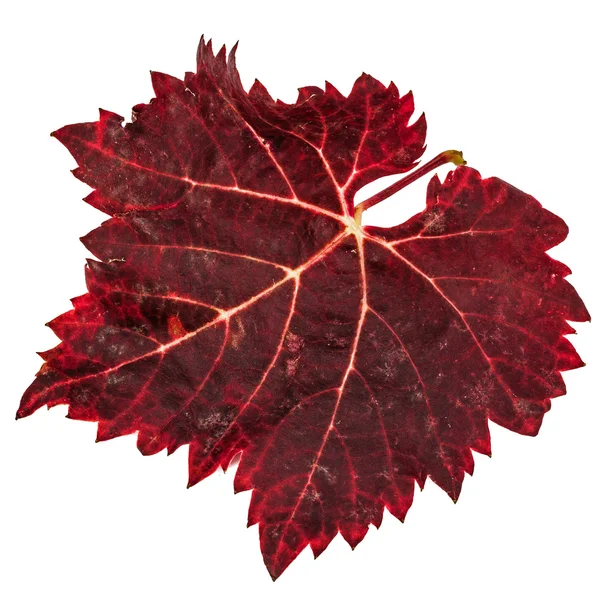 Röd den fallna höst löv, isolerad på vit bakgrund — Stockfoto