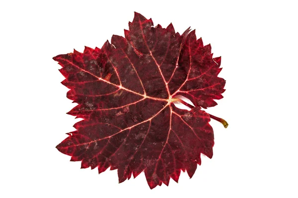 Červená spadlý podzimní list, izolovaných na bílém pozadí — Stock fotografie