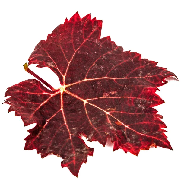 Röd den fallna höst löv, isolerad på vit bakgrund — Stockfoto