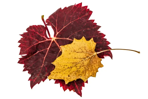 Fallna hösten blad, isolerad på vit bakgrund — Stockfoto