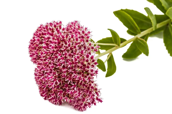 Bloeiwijze van bloemen muurpeper close-up, lat. Sedum spectabi — Stockfoto