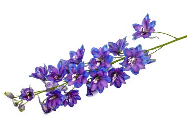 Beyaz arka plan üzerinde izole Delphinium (Larkspur), çiçek