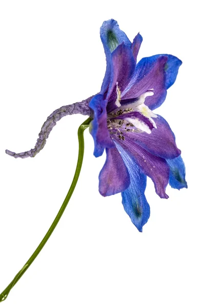 Λουλούδι του close-up Delphinium (Larkspur), απομονώνονται σε λευκό πίσω — Φωτογραφία Αρχείου