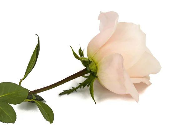 Çiçek gül yakın çekim, beyaz arka plan üzerinde izole — Stok fotoğraf