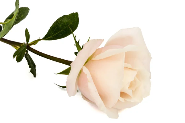 Flower of rose close-up, isolated on white background — Stock Photo, Image