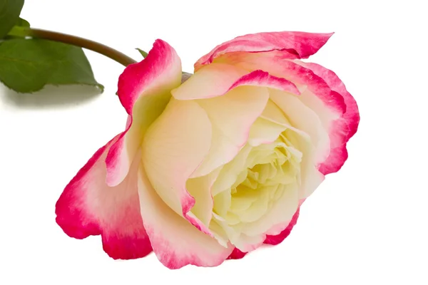 Bloem van roos close-up, geïsoleerd op witte achtergrond — Stockfoto