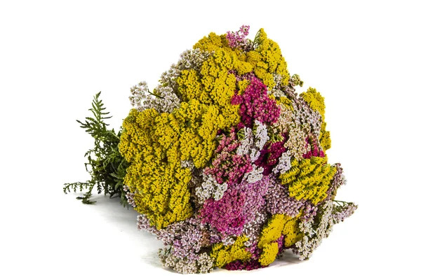 Beautiful bouquet flowers yarrow, isolated on white background — Stock Photo, Image