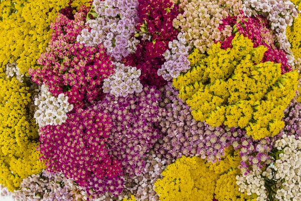 Abstract background of flowers yarrow, close-up — Stock Photo, Image