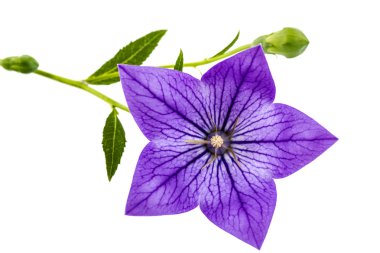 Platycodon (Platycodon grandiflorus) veya bellflo mor çiçek