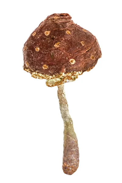 Beautiful toy in the form of mushroom, isolated on white backgro — Stock Photo, Image