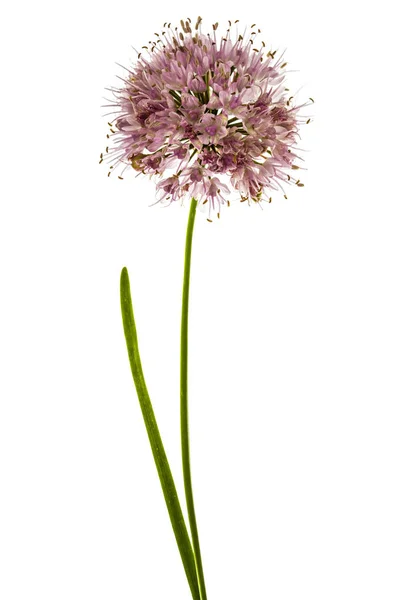 Inflorescencia de cebolla decorativa, flores de alium ornamentales , — Foto de Stock