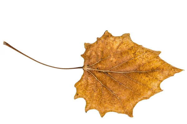 Fallen autumn leaf of poplar, isolated on white background — Stock Photo, Image