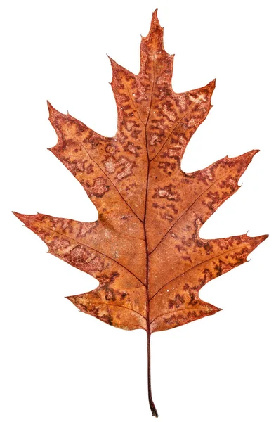 Fallen autumn leaf of oak, isolated on white background — Stock Photo, Image