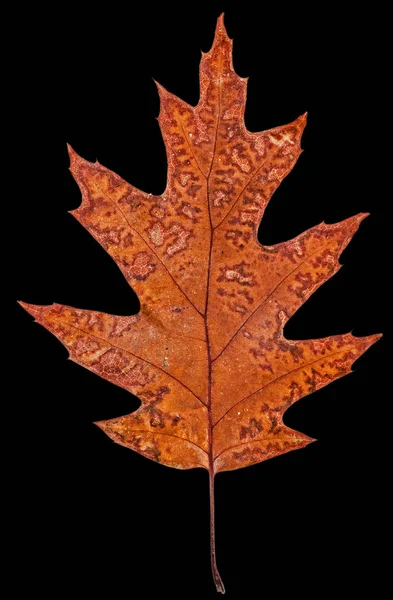 Outono caído folha de carvalho, isolado sobre fundo preto — Fotografia de Stock