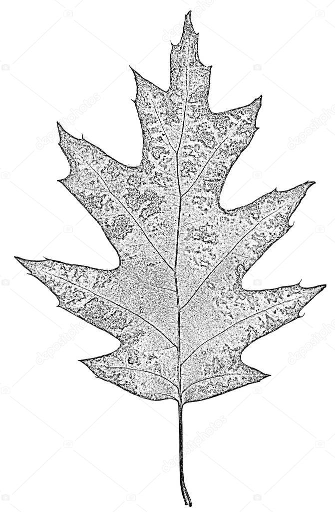 Leaf of oak black-white, isolated on white background