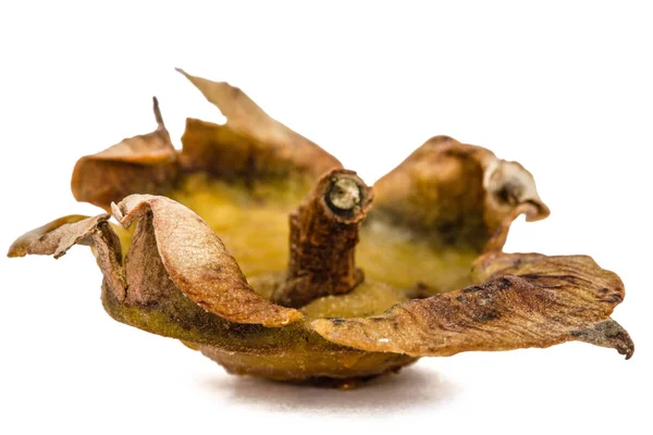 Folhas secas de frutos de cáqui, isoladas sobre fundo branco — Fotografia de Stock