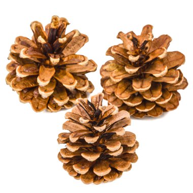 Beyaz bir arka plan üzerinde izole güzel çam kozalakları