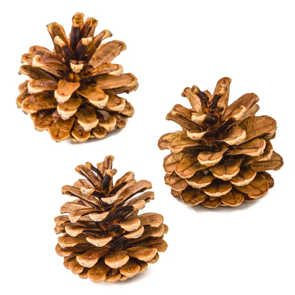 Beautiful pine cones isolated on a white background — Stock Photo, Image