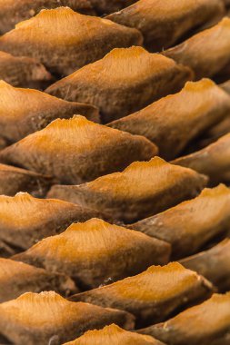 Çam kozalakları güzel arka plan 