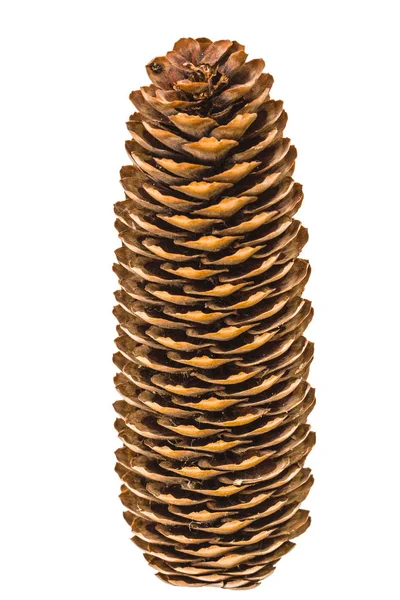 Grande de pinecone de abeto isolado em um fundo branco — Fotografia de Stock