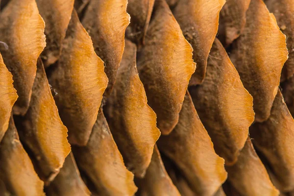 Fundo bonito de cones de pinheiro — Fotografia de Stock