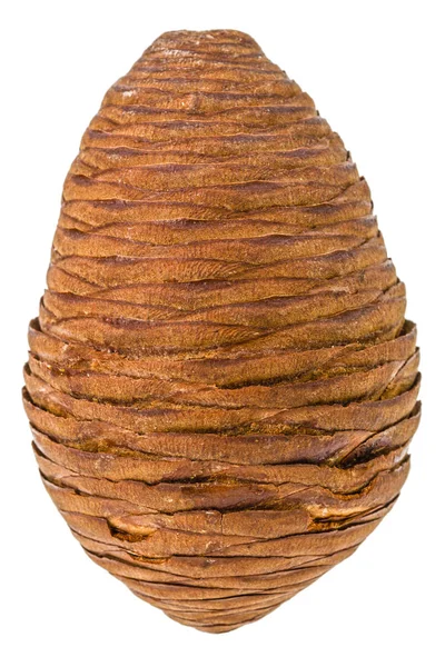 Grande de pinecone de abeto isolado em um fundo branco — Fotografia de Stock