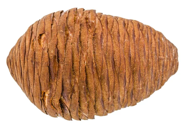 Big of spruce pinecone isolated on a white background — Stock Photo, Image