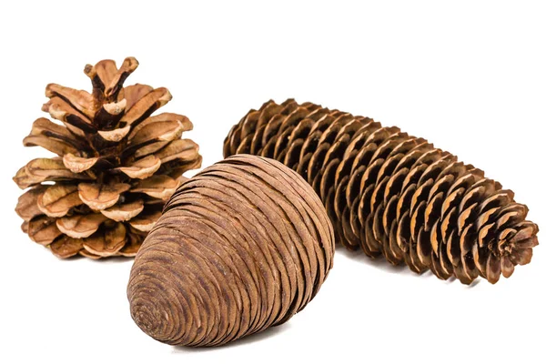 Lindos cones de pinheiro isolados em um fundo branco — Fotografia de Stock