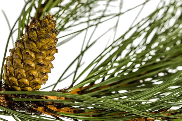 Vackra gröna kottar på en gren, isolerad på en vit baksida — Stockfoto