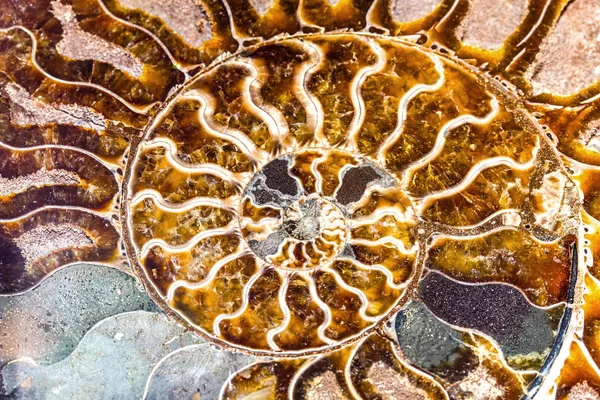 Belo fundo de molusco de Ammonite Nautilus — Fotografia de Stock