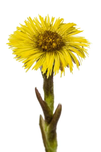 Gelbe Blüte des Hahnenfußes, lat. tussilago farfarfara, isoliert auf — Stockfoto