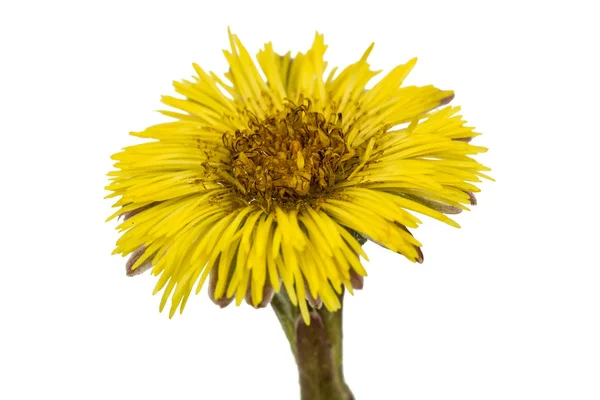 Flor amarilla de pie de potro, lat. Tussilago farfara, aislado en —  Fotos de Stock