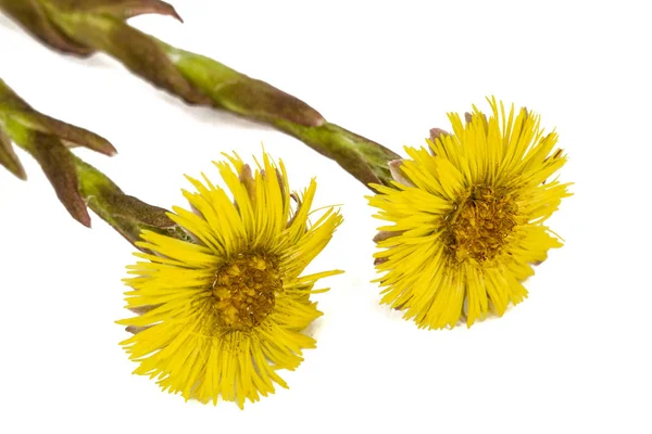 Flores amarelas de coltsfoot, lat. Tussilago farfara, isolado em — Fotografia de Stock