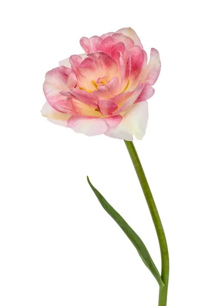 Flor de tulipa, isolada sobre fundo branco — Fotografia de Stock