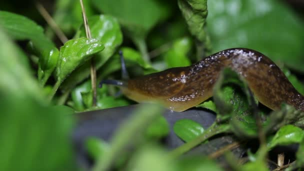 Garden slug crawling among the young leaves at night (accelerated) — Stock Video