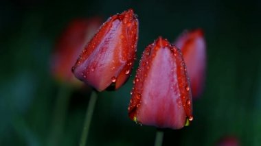 Kırmızı lale çiçek içinde döngü rüzgarda sallanan gece çiy damlaları