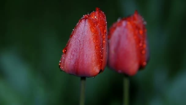 在红色郁金香花落夜露水，摇曳在风中，循环 — 图库视频影像
