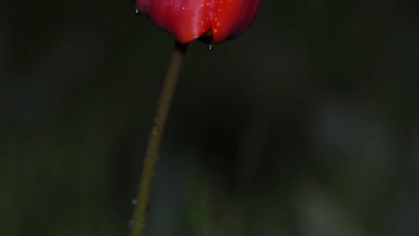 Цветы красного тюльпана в капли ночной росы, раскачивающиеся на ветру — стоковое видео