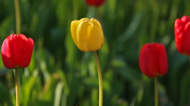 Uma flor de tulipa amarela no meio de muitas flores vermelhas — Vídeo de Stock
