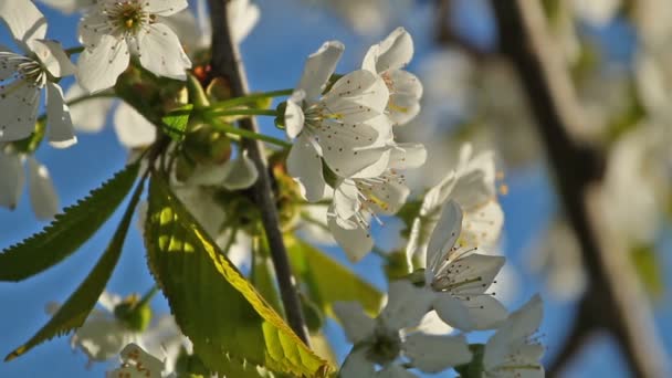 Grenen av blommande cherry vajande i vinden mot den blå himlen — Stockvideo