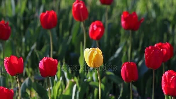 Een gele tulip bloem in het midden van een heleboel rode bloemen — Stockvideo