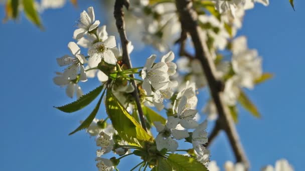 Der Zweig der blühenden Kirsche wiegt sich im Wind gegen den blauen Himmel — Stockvideo