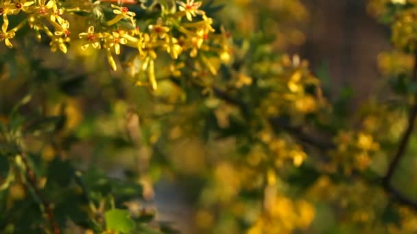 The branch of a flowering currant is swinging by the wind — Stock Video