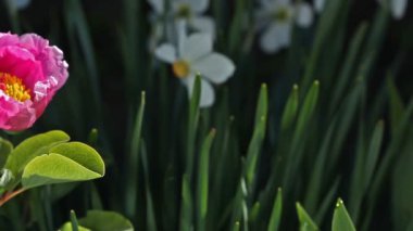 Şakayık Bahçe Pembe çiçek