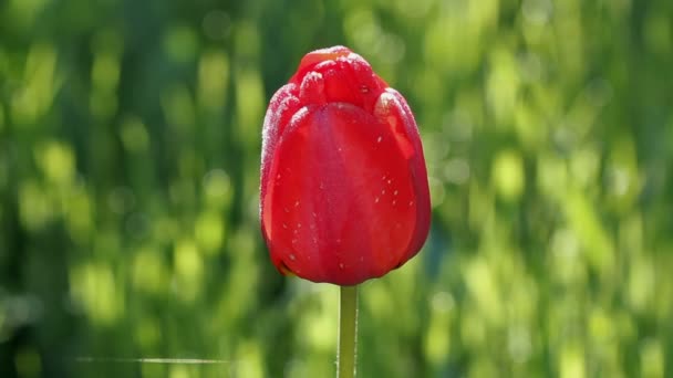 Één rode tulip bloem wiegende door van de wind — Stockvideo