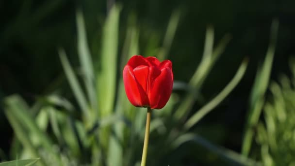Één rode tulip bloem wiegende door van de wind — Stockvideo