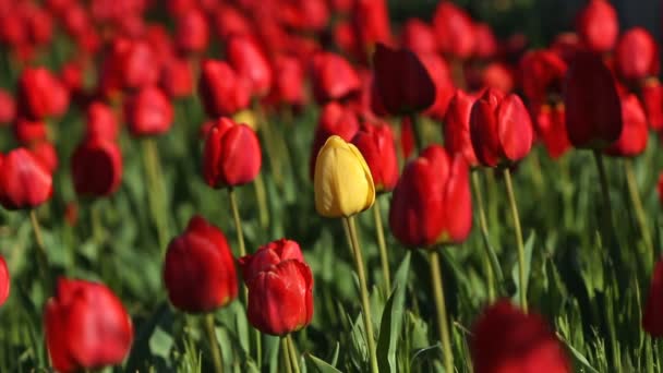 Een gele tulip bloem in het midden van een heleboel rode bloemen — Stockvideo