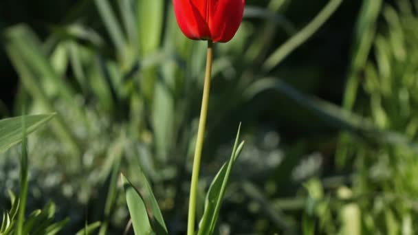 En röd tulpan blomma vajande av vinden — Stockvideo