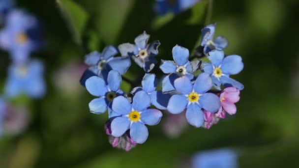 Blaue Blumen von Vergissmeinnicht im Garten — Stockvideo